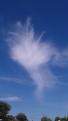 Cirrus fibratus